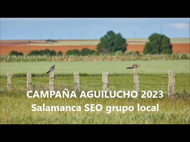 seo salamanca