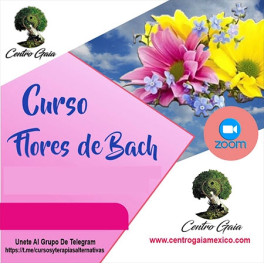 Curso Flores de Bach Curso Flores de Bach